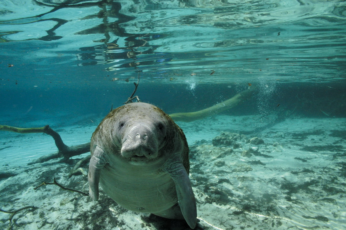 Большое путешествие вглубь океанов 3D (2009)