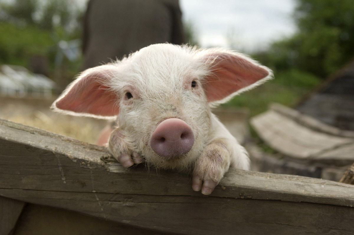 Моя ужасная няня 2 (2012)