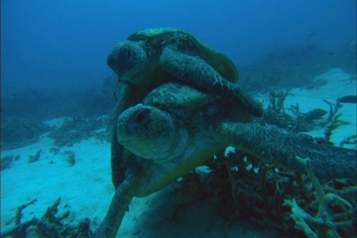 Грёзы Кораллового моря: Пробуждение (2009)