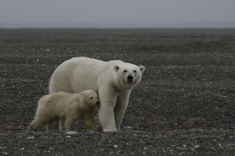 Россия — царство тигров, медведей и вулканов (2011)