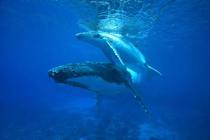 BBC: Планета Земля (2006)