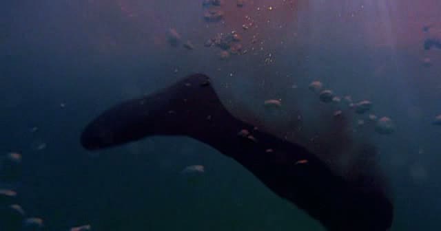 Акула в Венеции (2008)