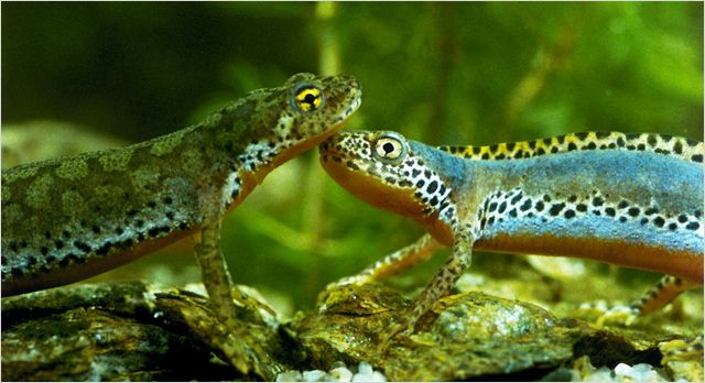 Сфера колдовства (2011)