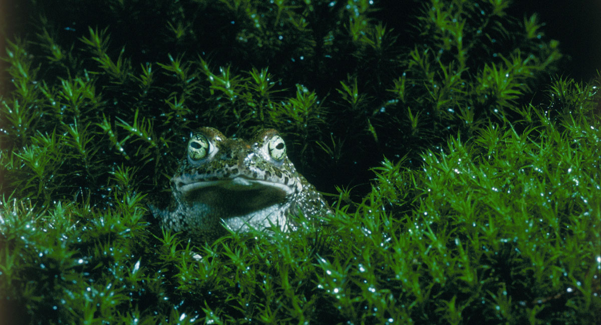 Сфера колдовства (2011)