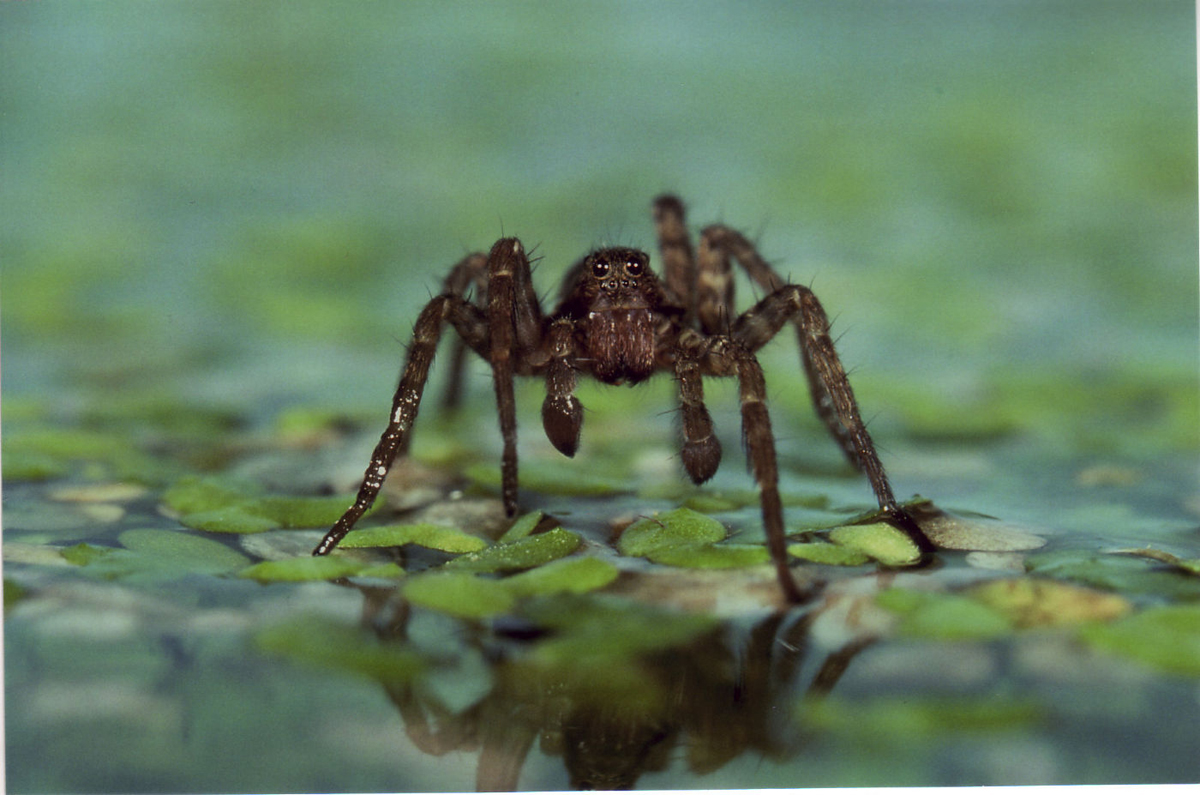 Сфера колдовства (2011)