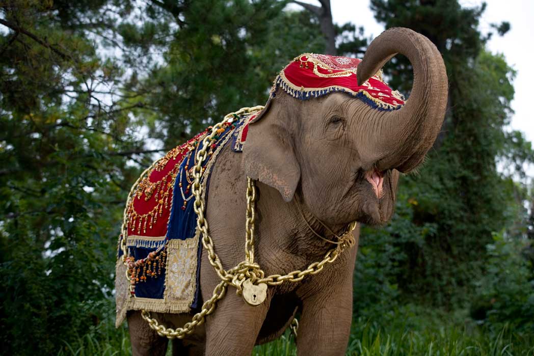 Слон и принцесса (2008)