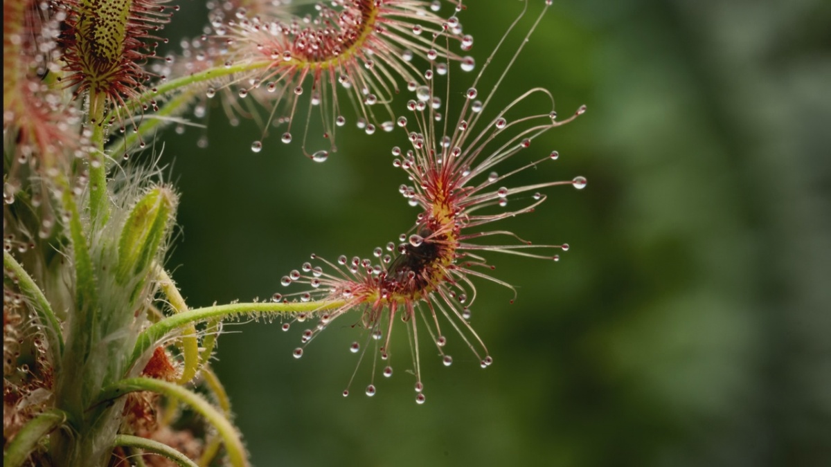В королевстве растений (2012)