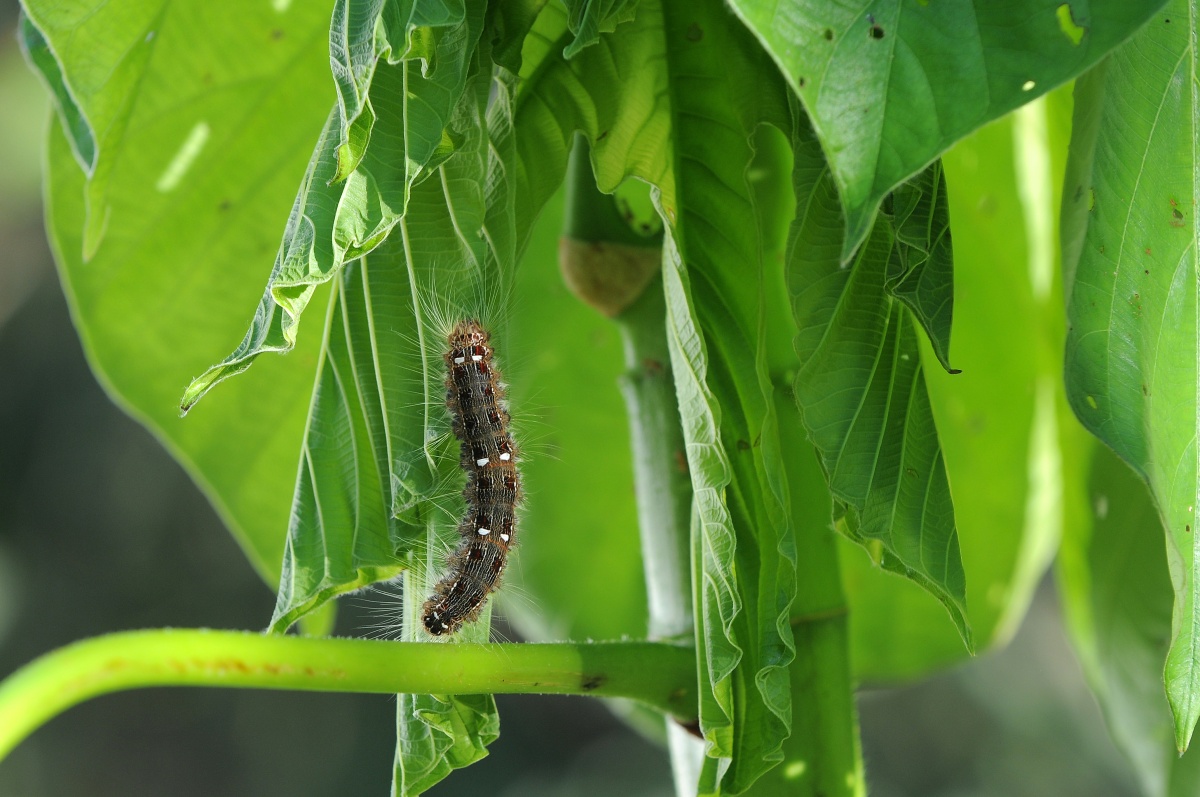 Однажды в лесу (2013)