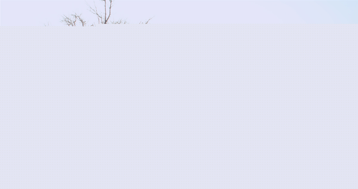 Последняя ночь (2015)