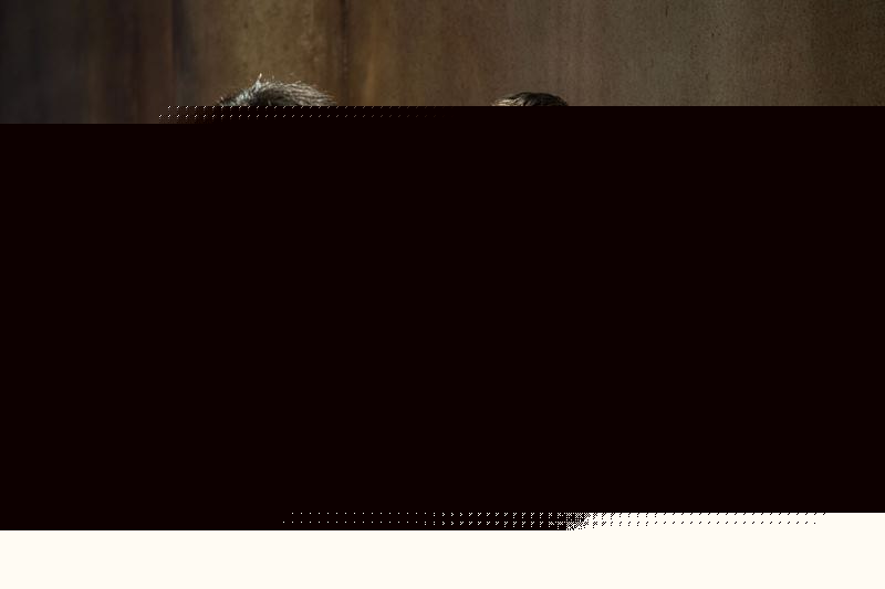 Бегущий в лабиринте (2014)