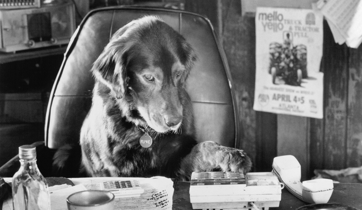 Флюк / Пёс по-прозвищу Счастливчик (1995)