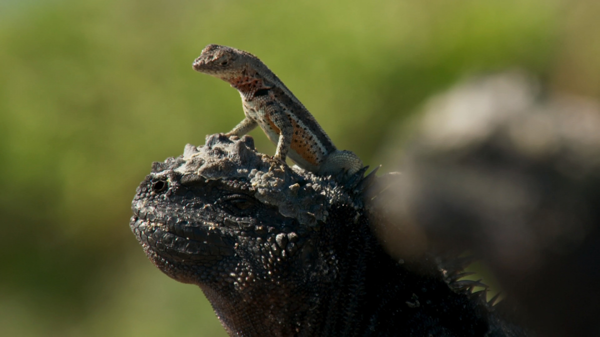 Планета Земля 2 (2016)