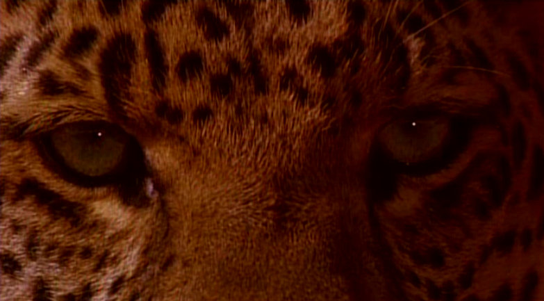 Душа мира (1993)