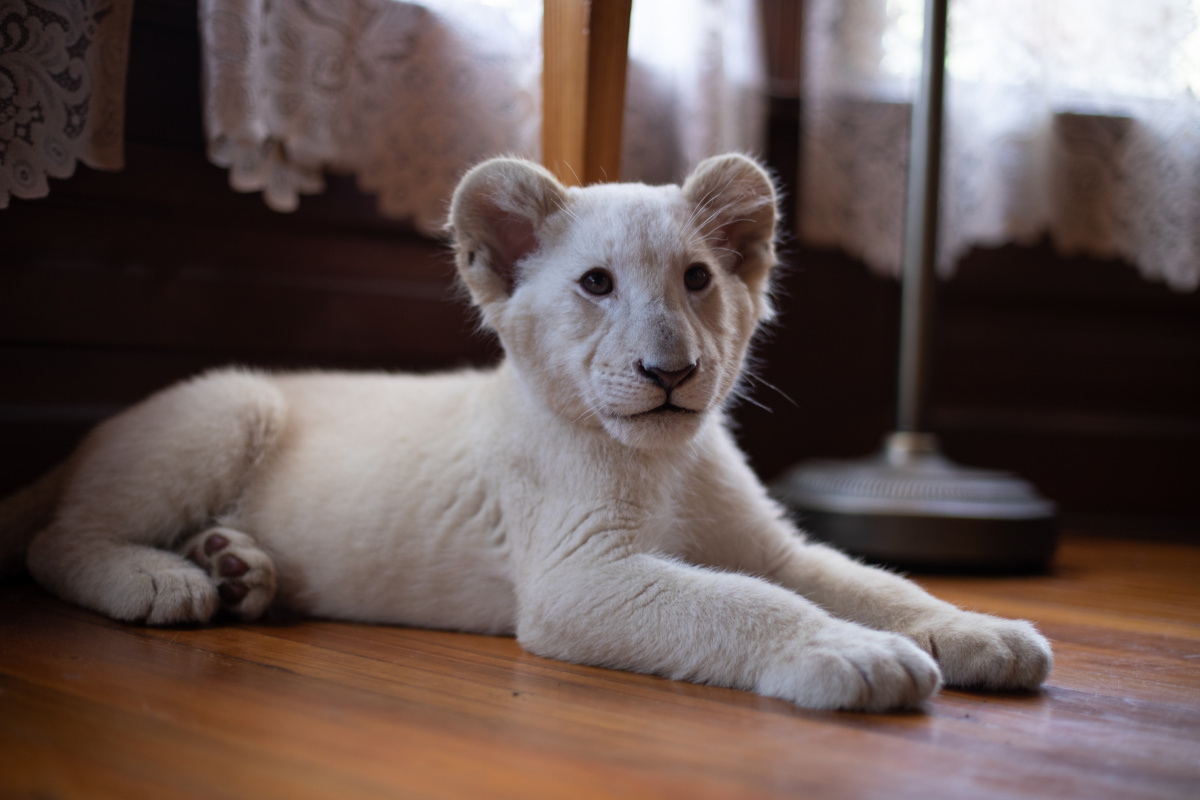 Лена и белый тигр (2021)