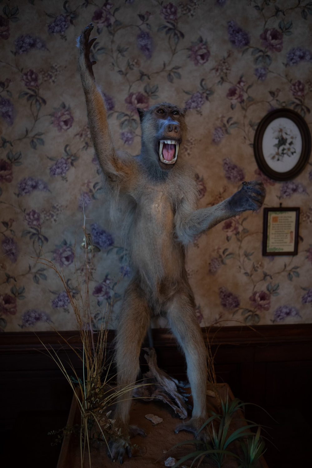 Лена и белый тигр (2021)