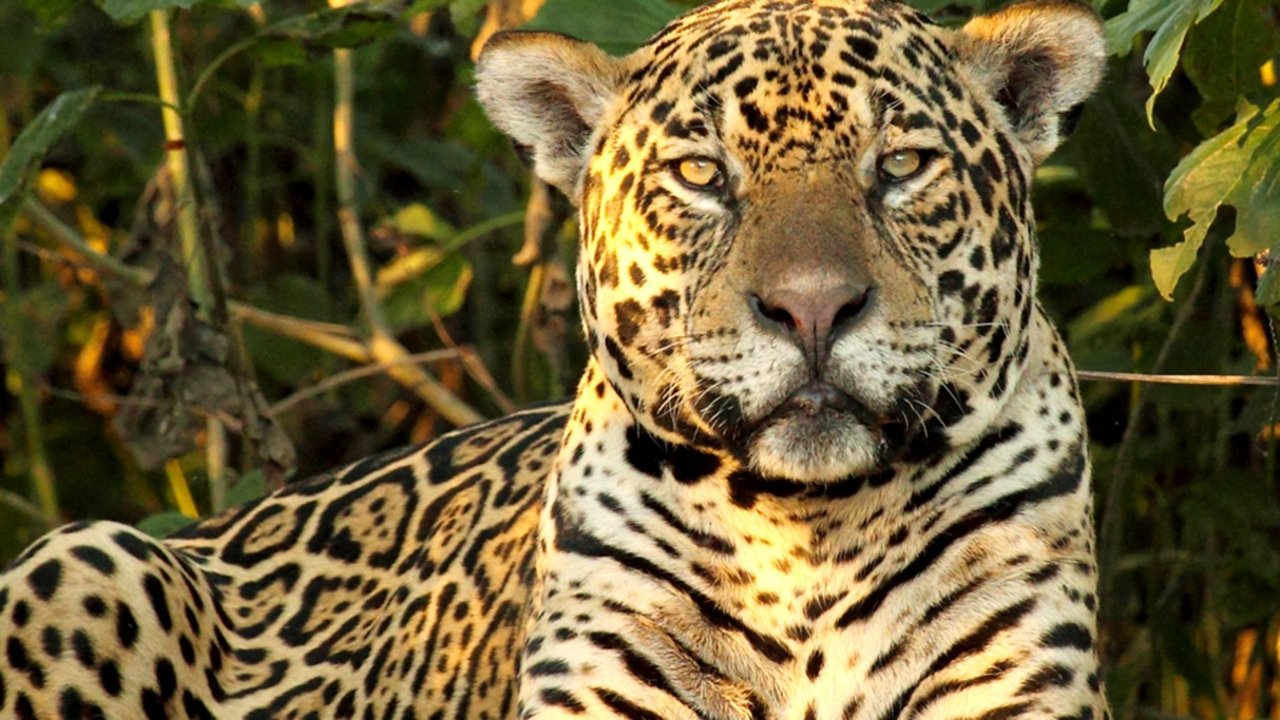 Дикая Бразилия (2014)