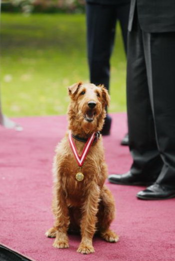 Пожарный пес (2007)