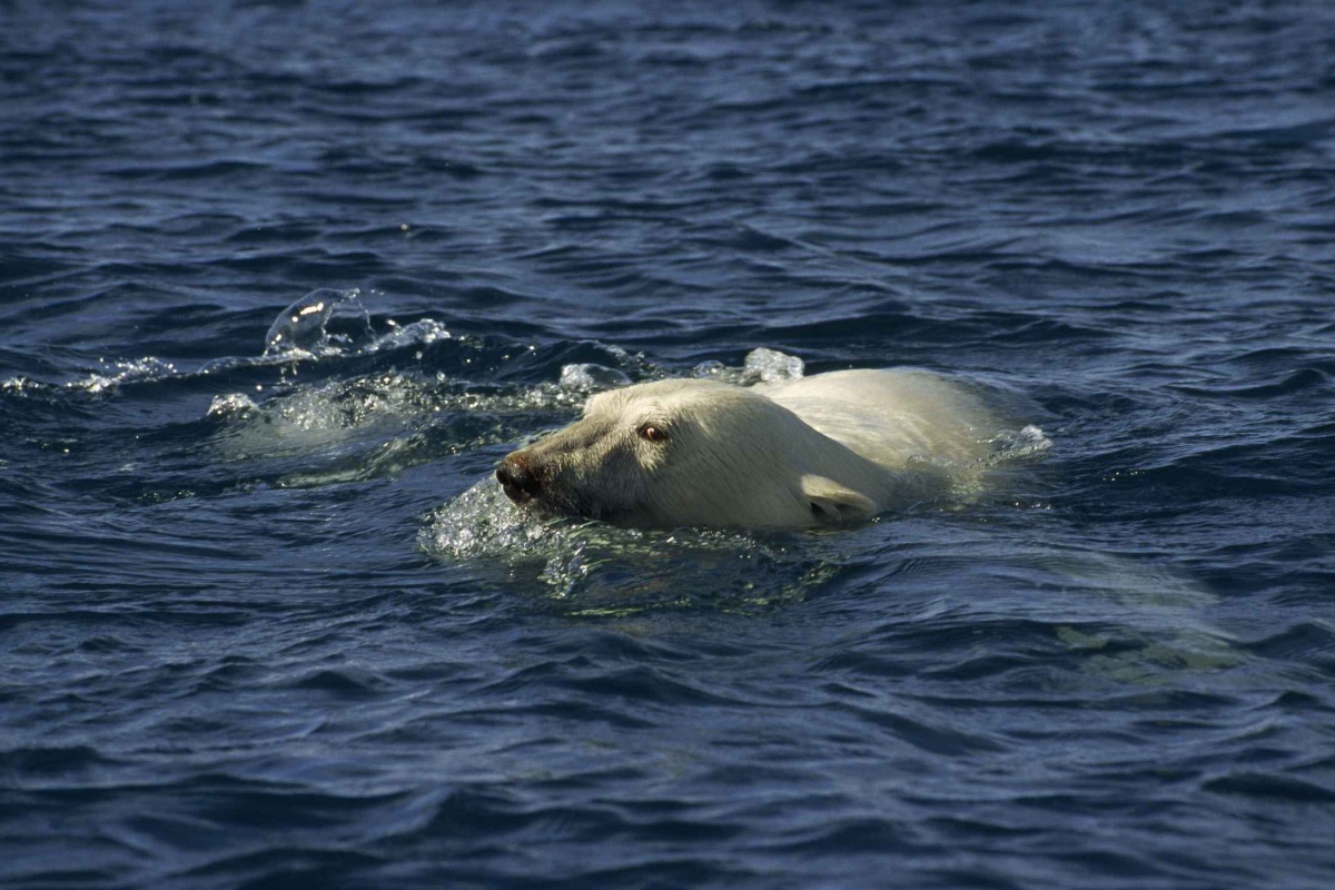 Мишка на севере (2007)