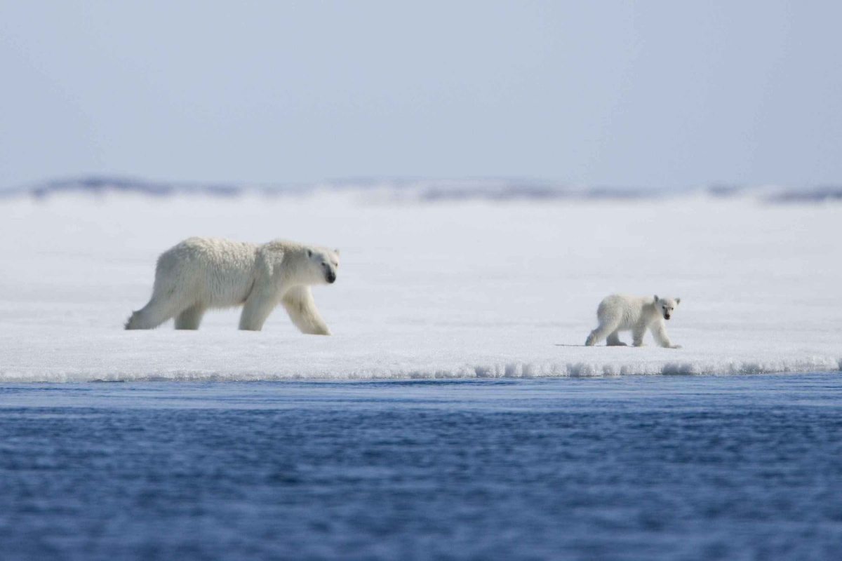 Мишка на севере (2007)
