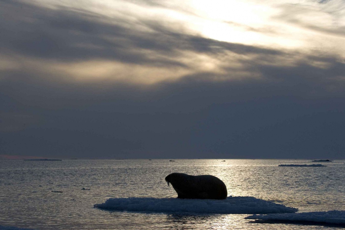 Мишка на севере (2007)