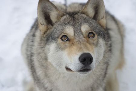 Весьегонская волчица (2004)