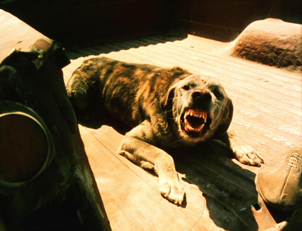 Мексиканец (2001)