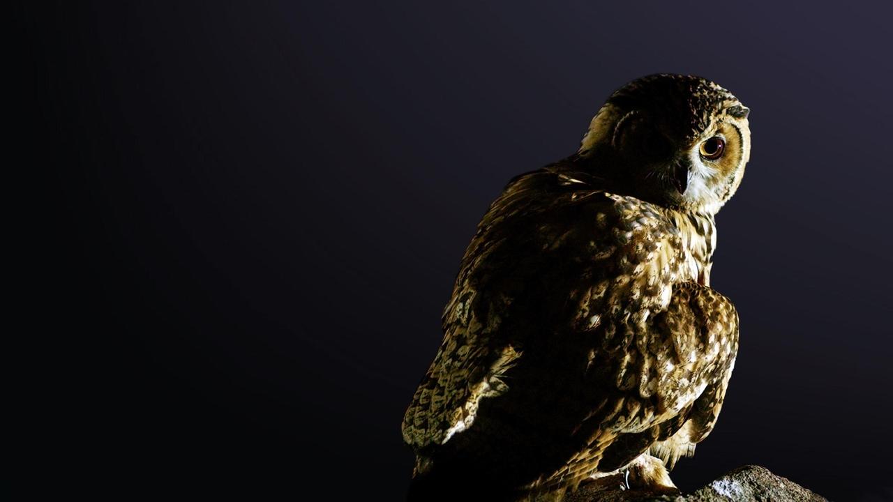 Дожить до рассвета (2019)