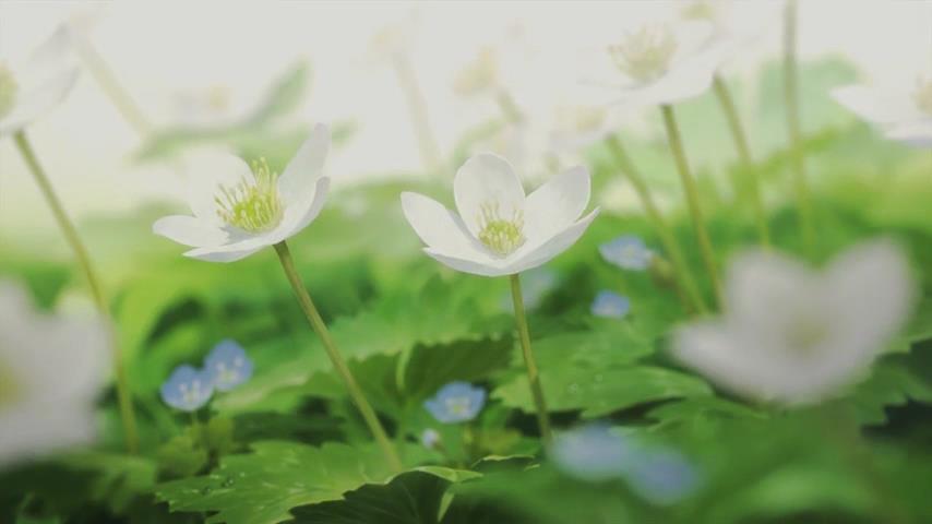 Волчьи дети Амэ и Юки (2012)