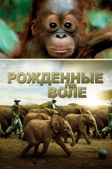 Постер Смотреть фильм Рожденные на воле 2011 онлайн бесплатно в хорошем качестве