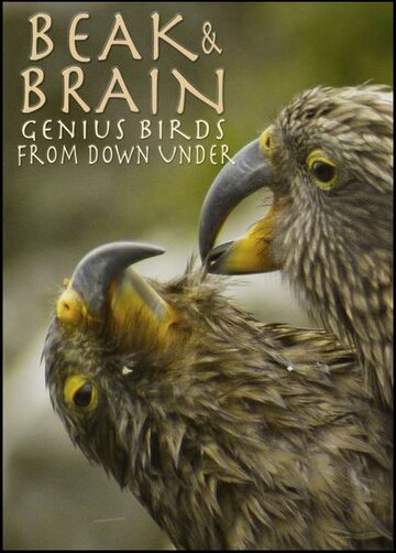 Постер Смотреть телешоу Клюв и мозг. Гениальные птицы 2013 онлайн бесплатно в хорошем качестве